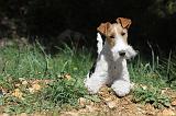 FOX TERRIER 112